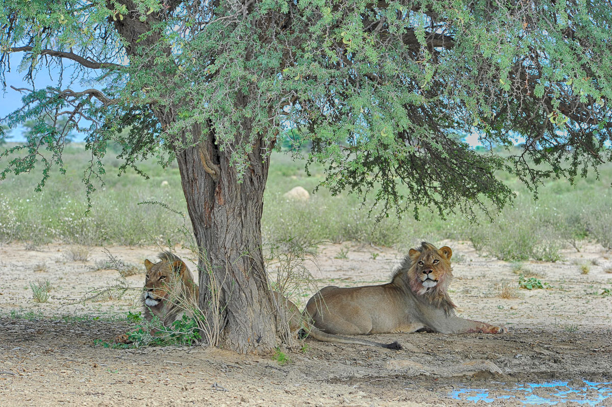 Young male Lions at Lijersdraai