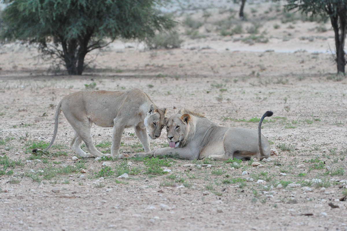 Lions at waterhole image taken from our chalet at Mata mata
