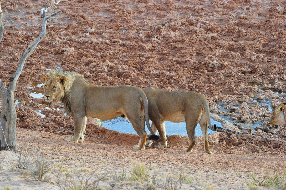 Lions at !Xaus waterhole