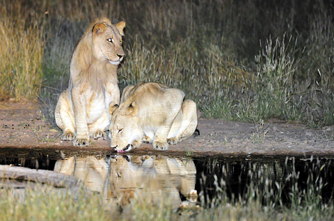 lions drinking at Urikaruus lions drinking at Urikaruus