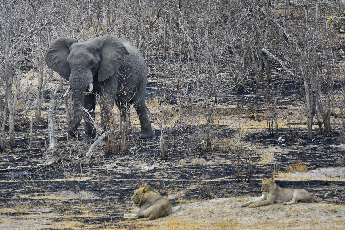 two of the big five: Lions and elephant in one picture at transport dam