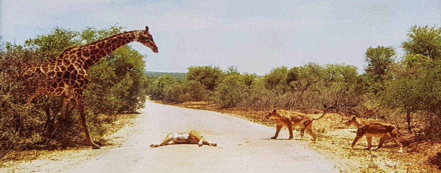Lions killing baby giraffe on the access road to Maroela and Tamboti camp in the Kruger National Park