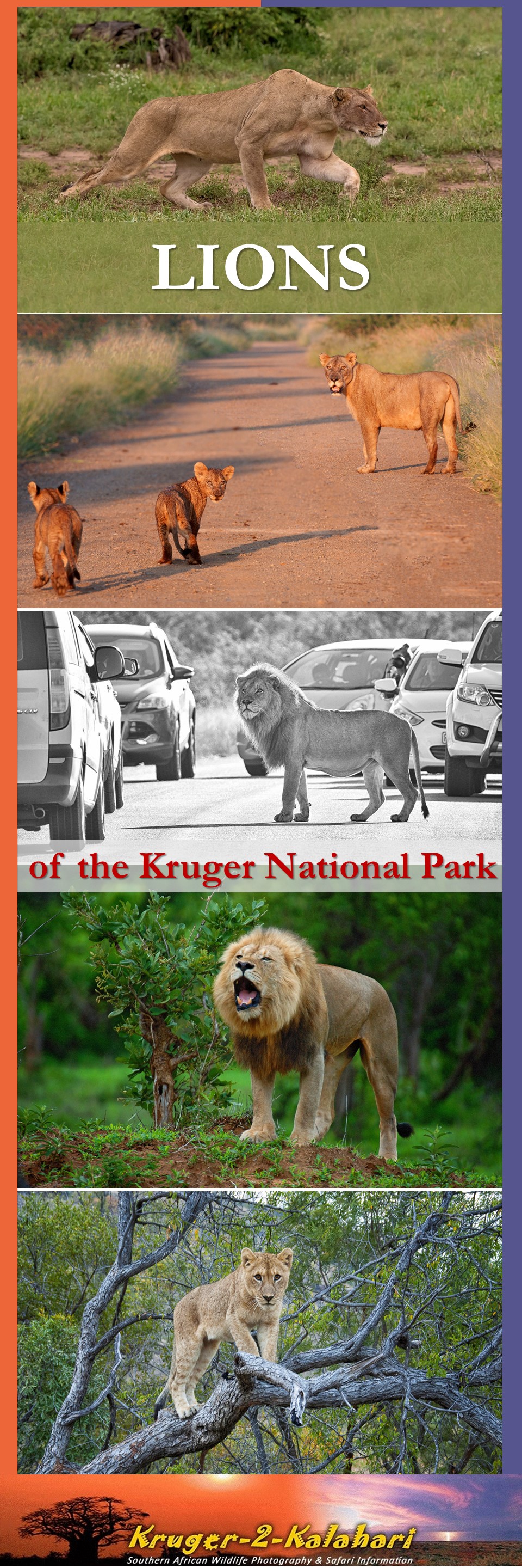 Lions of the Kruger National Park