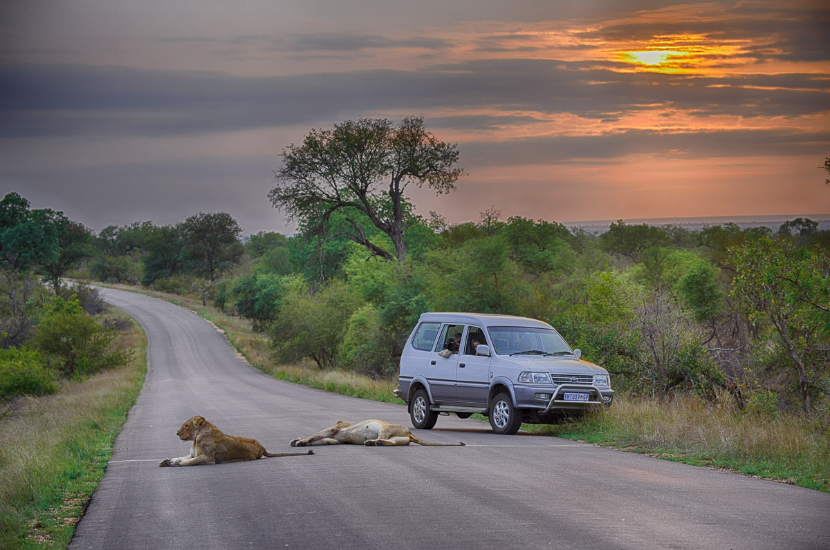 The H7 is a great road to find Lions and get a good sunrise at the same time The H7 is a great road to find Lions and get a good sunrise at the same time