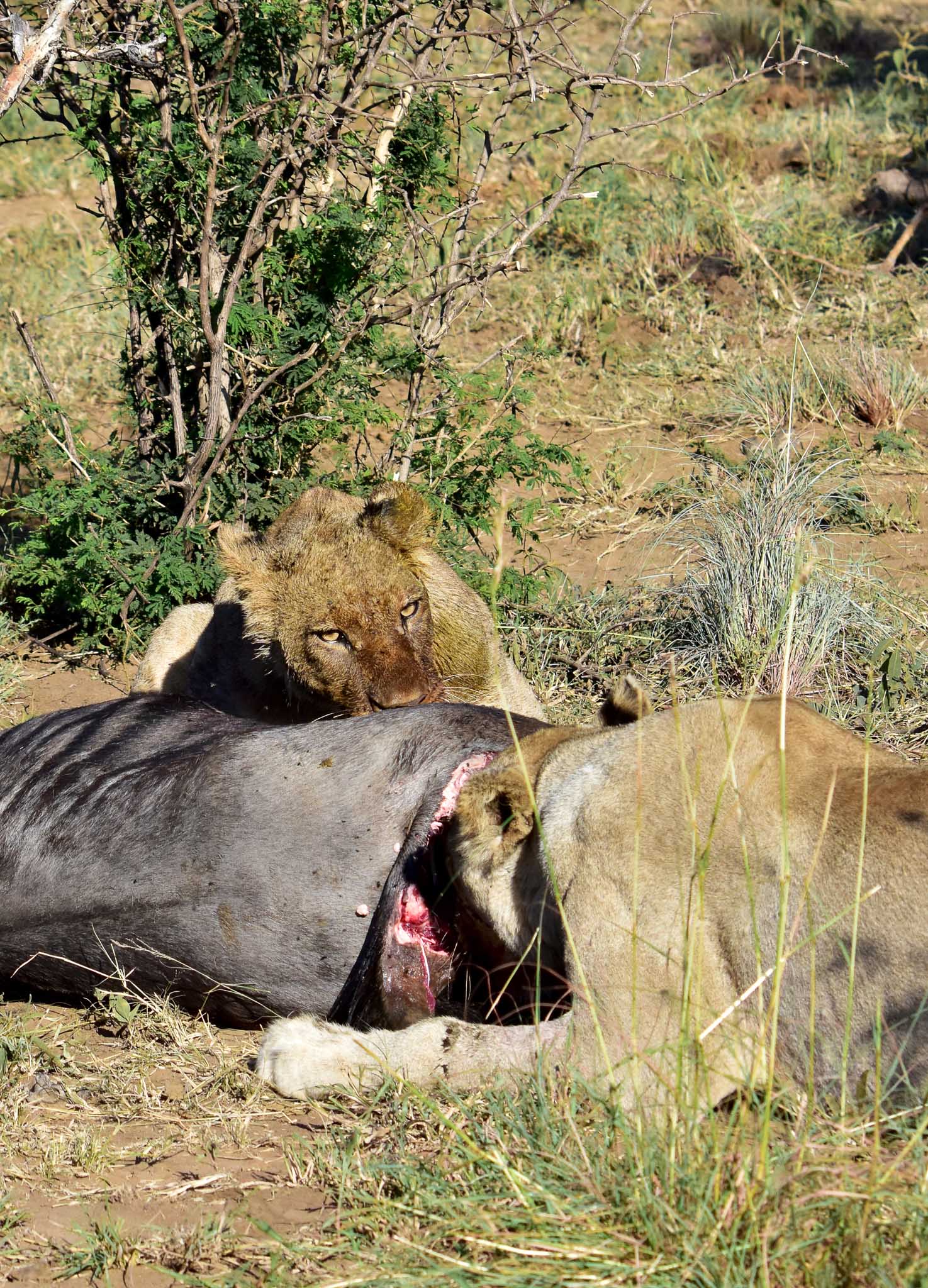 Lions on wildebeest kill in Madikwe