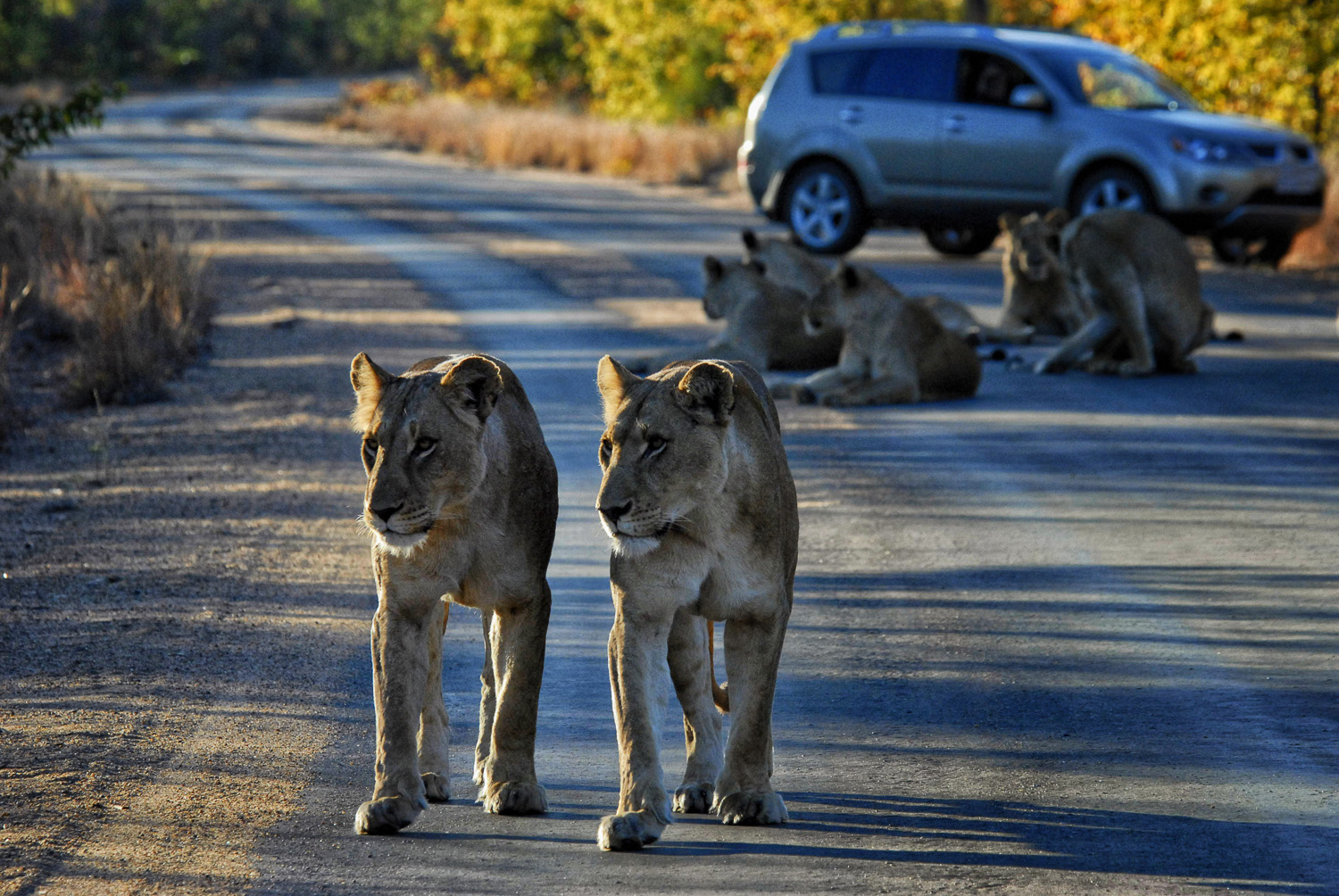 Lions walking in road near Punda