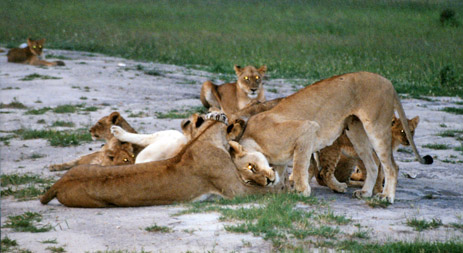 Lions at Inyati, Sabie Sands, Kruger Park