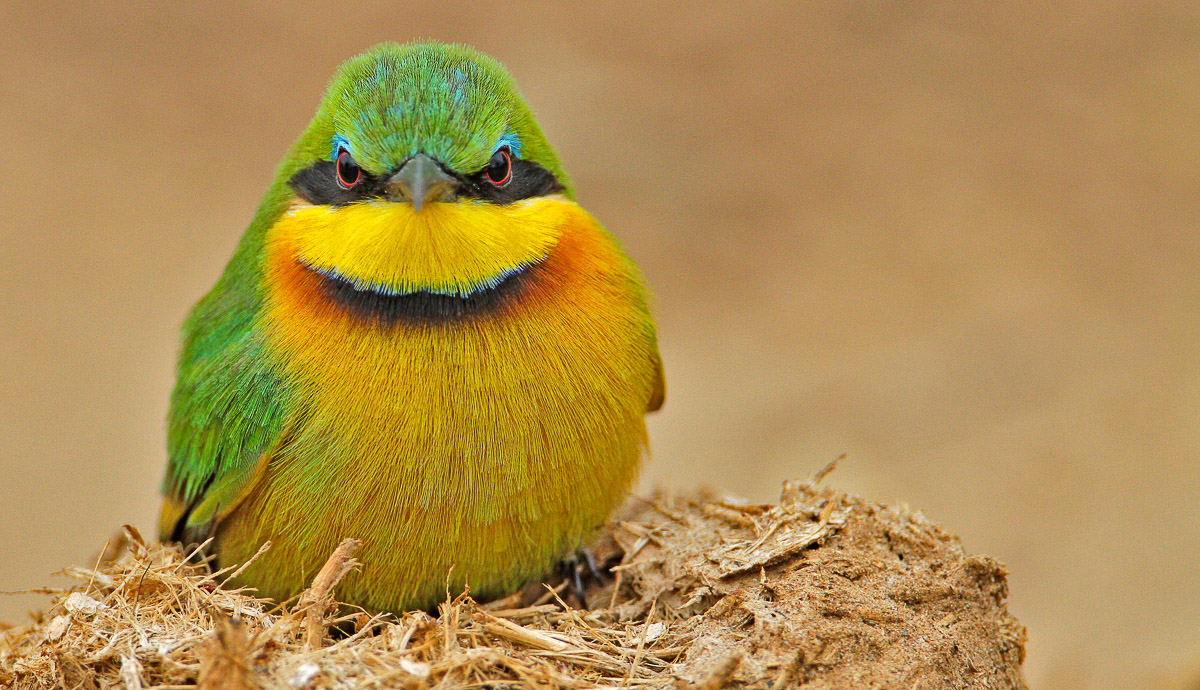 Little Bee Eater sitting on Elephant dung in the Kruger National Park