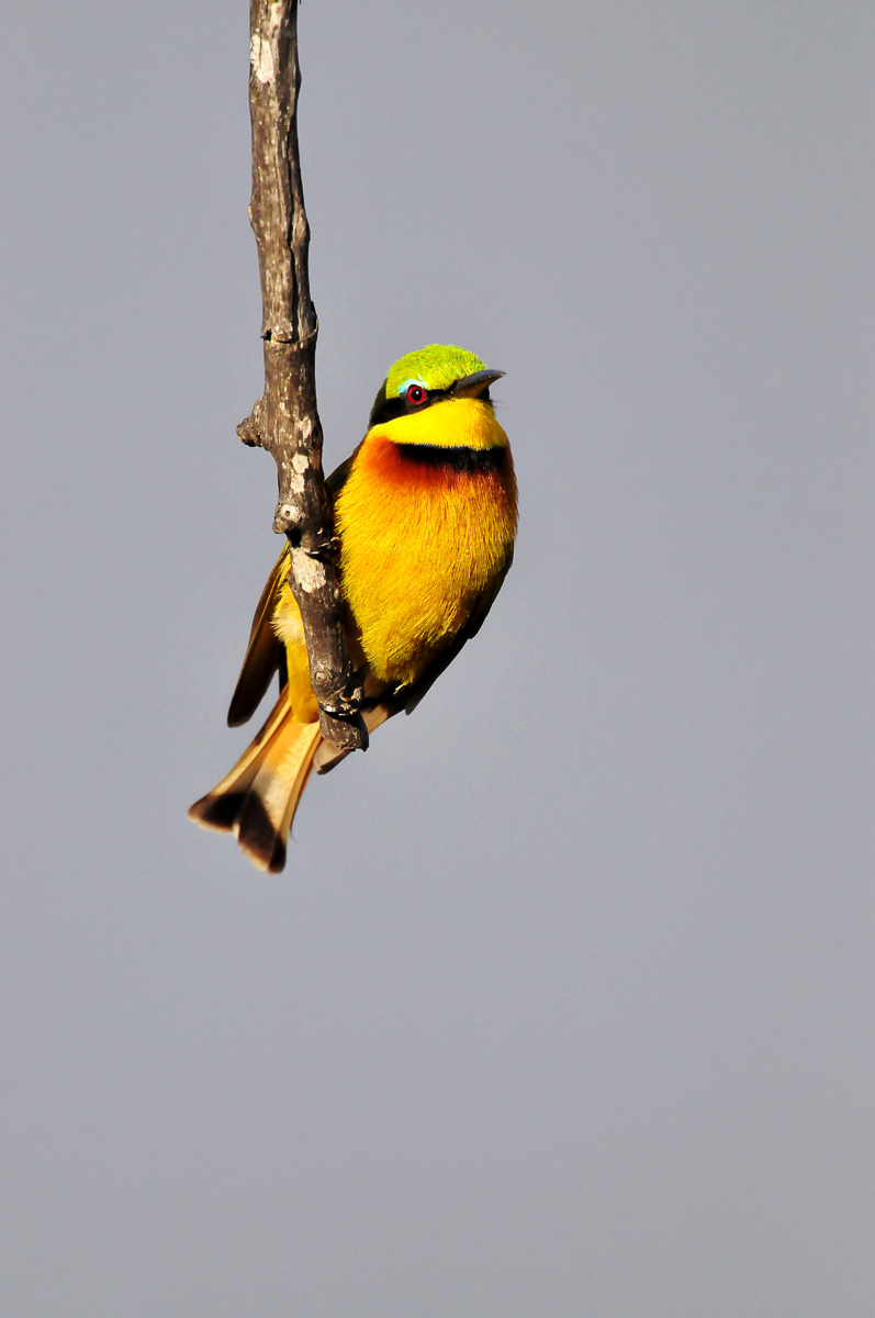 Little bee eater found in Maroela camp in the Kruger National Park