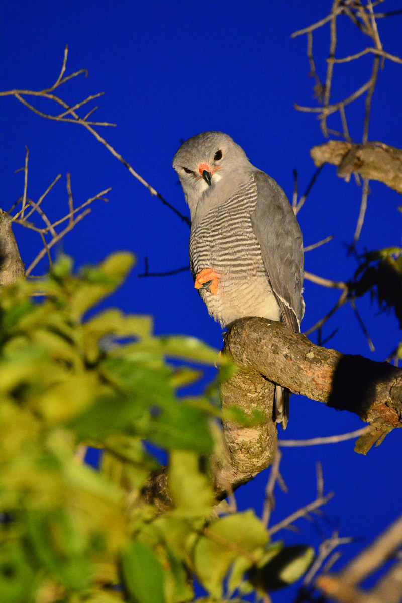 Lizard Buzzard, image taken on a guided Night Drive at Bongani Mountain Lodge in the Greater Kruger National Park