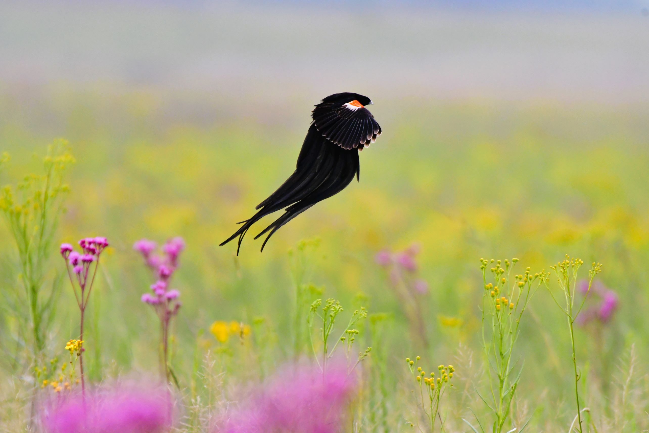 longtailed widow bird in flowers longtailed widow bird in flowers
