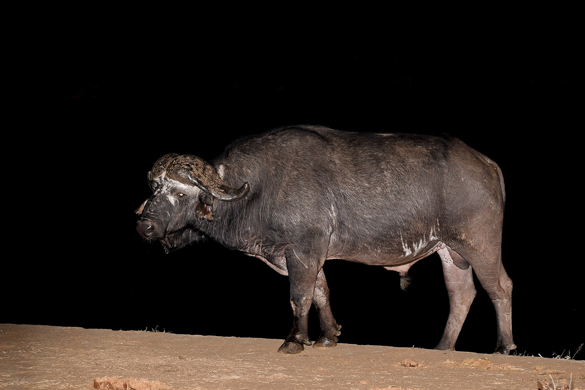 Low key Buffalo image taken at Punda Maria Hide in the Kruger National Park