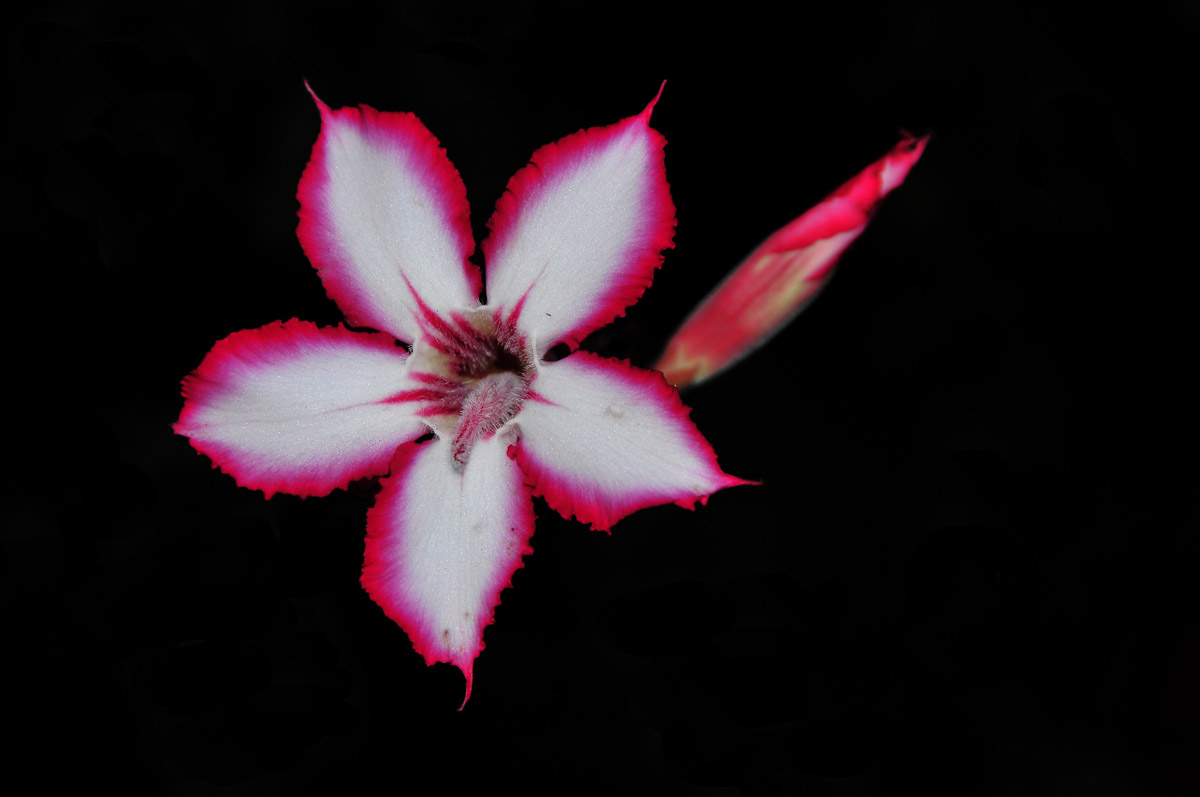 low-key Impala lily image taken at Shingwedzi camp