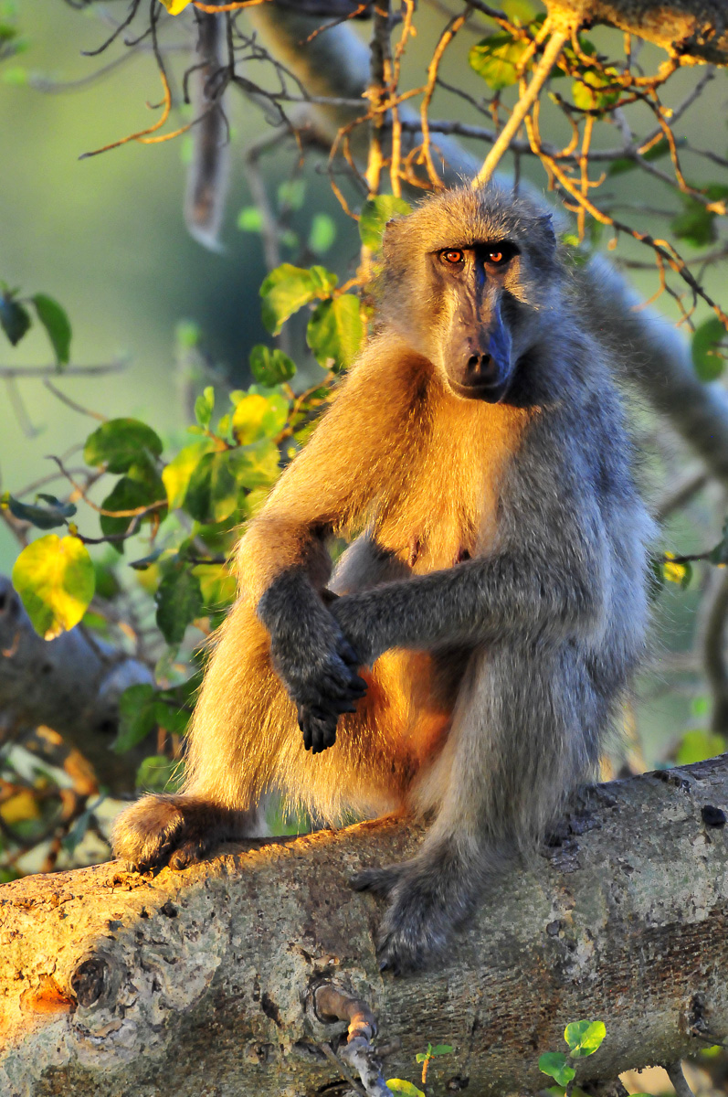 Baboon sitting in the Large Sycamore tree in front of our tent