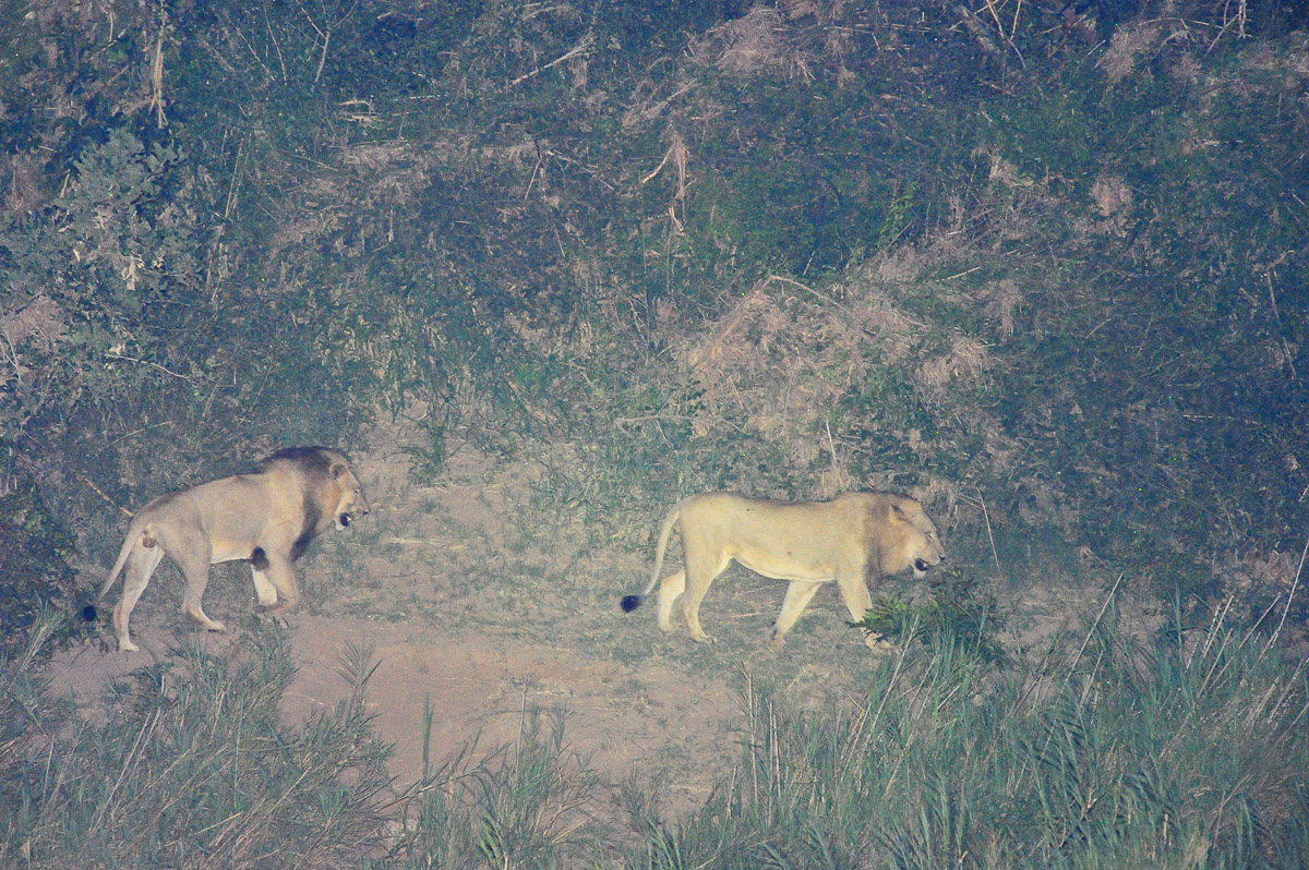 Lower Sabie Lions in riverbed image taken at night from our tent at Lower Sabie