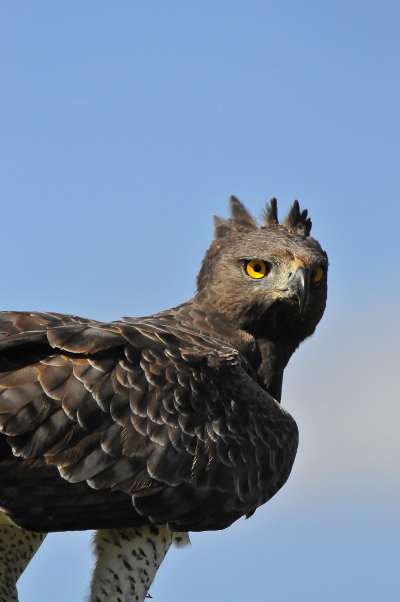 Lower Sabie Martial eagle