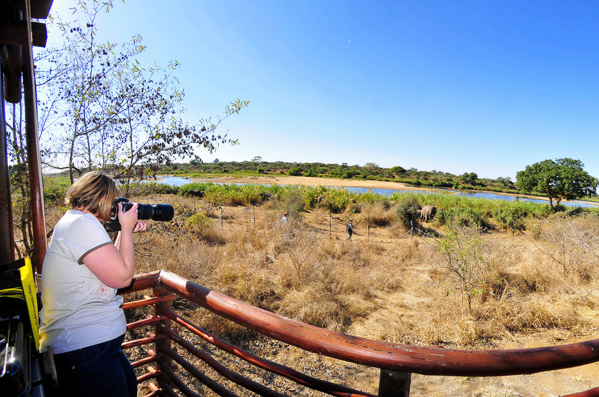 Jenny elephant photographing from the tent at Lower Sabie