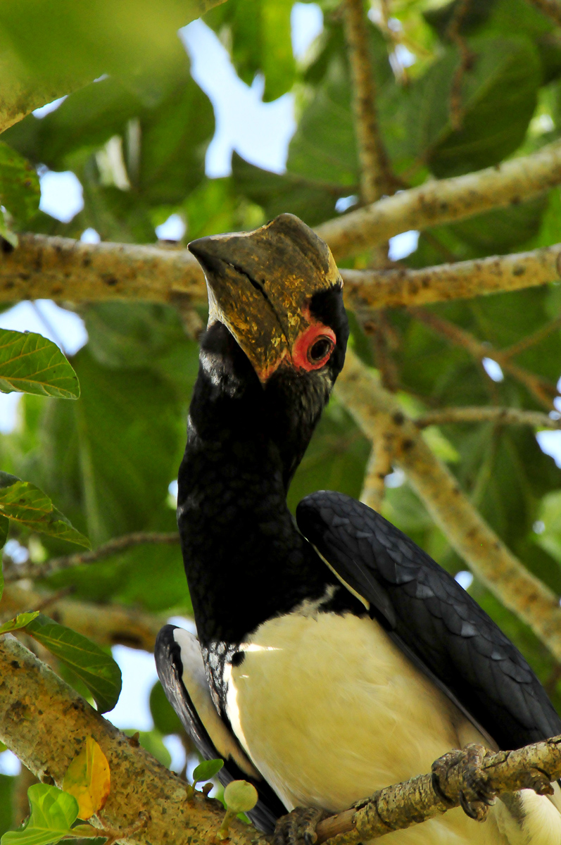 Trumpeter hornbill photographed in Lower Sabie camp