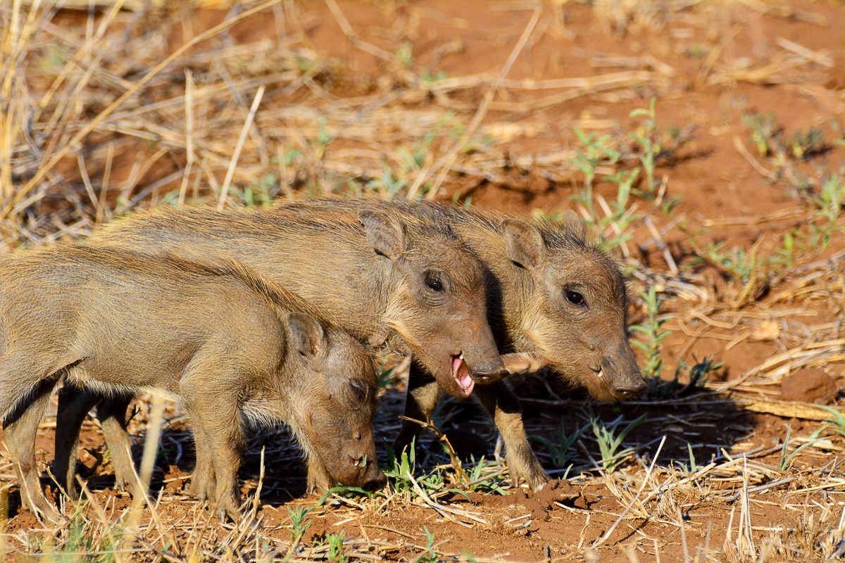Lower Sabie Warthog piglets