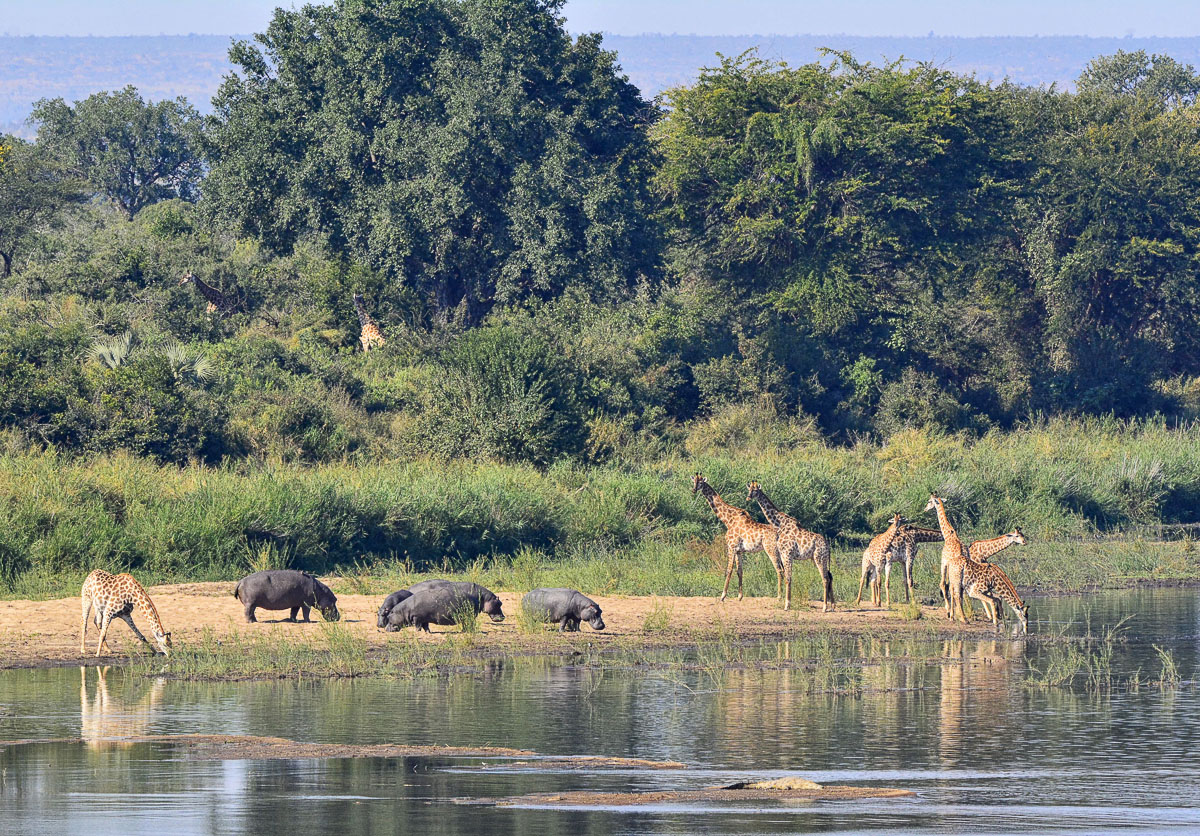 Giraffe and Hippos on the Sabie river bank view from Lower Sabie rest camp