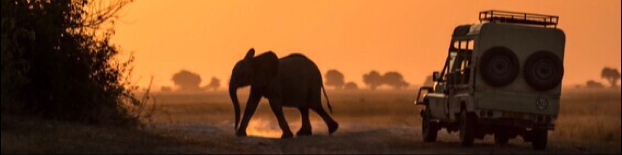 Lucy Beveridge elephant Lucy Beveridge elephant