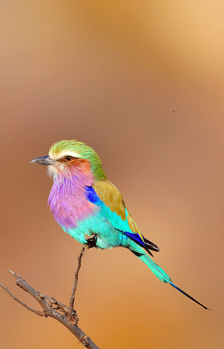 Lilacbreasted roller