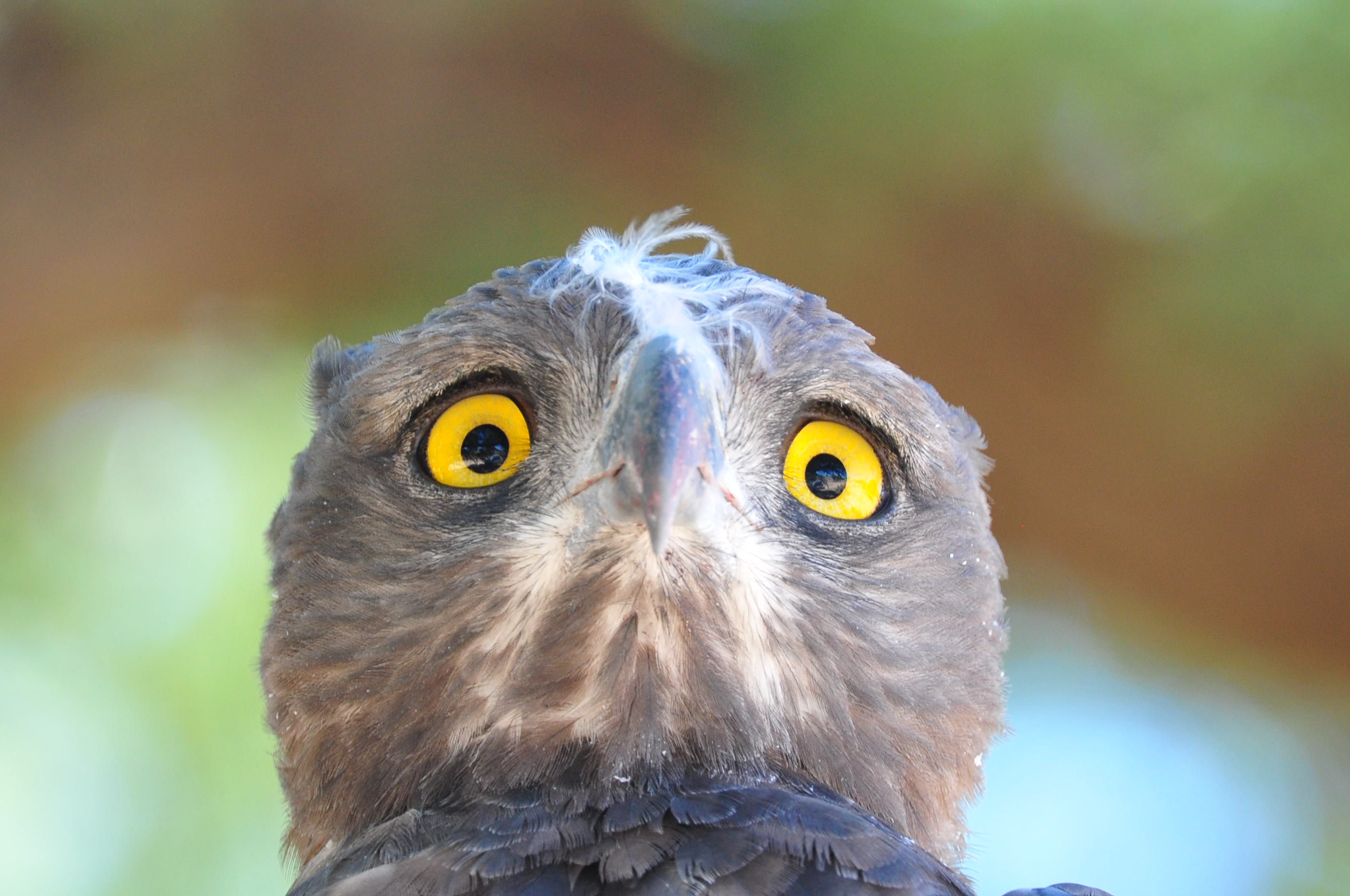Martial eagle at a waterhole near Mata Mata camp