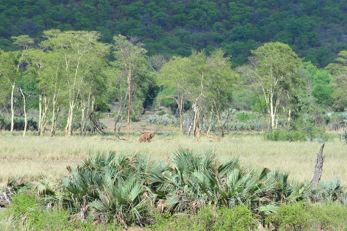 Elephant walking near the Fever tree Forest this image was taken on a Safari walk in the Pafuri area in the Northern Kruger National Park
