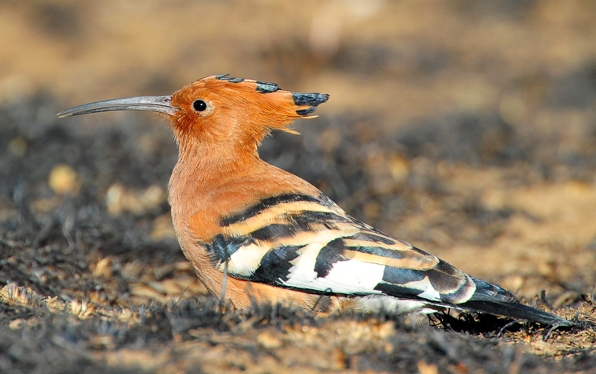 African hoopoe in Manyane
