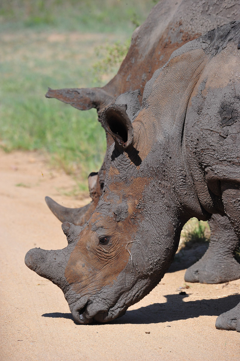 Two White Rhinos sniffing the road, image taken in the Kruger Park