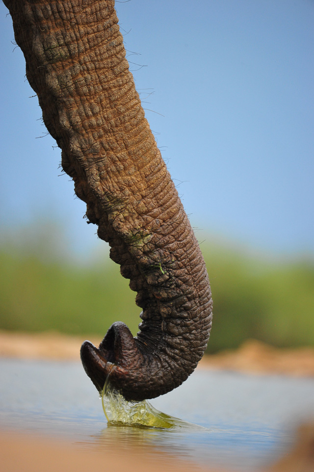 close up of an elephants trunk scooping up water close up of an elephants trunk scooping up water