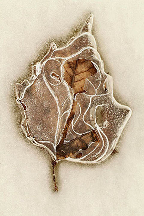 Sycamore leaf in ice Sycamore leaf in ice