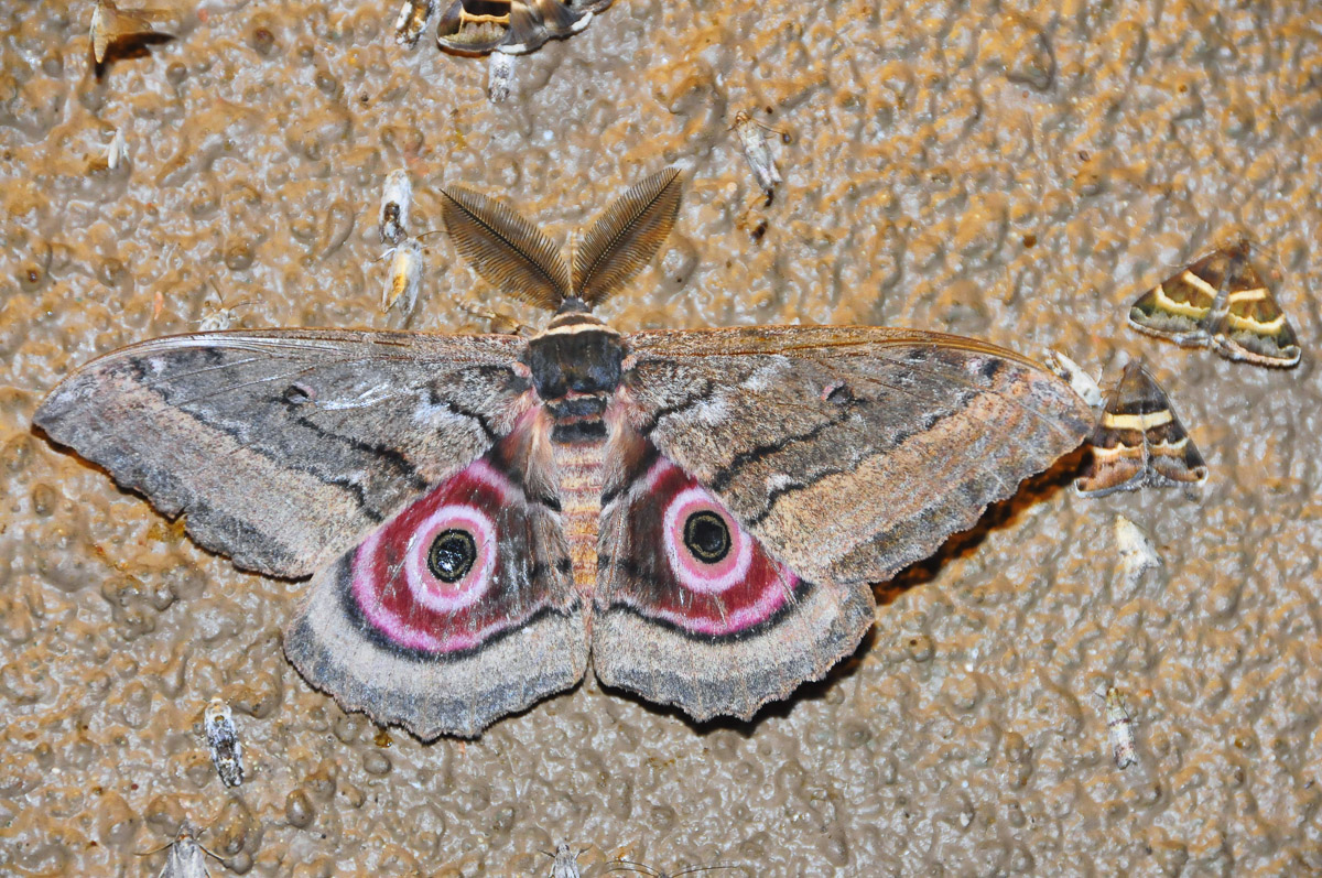 Mopane moth taken in camp