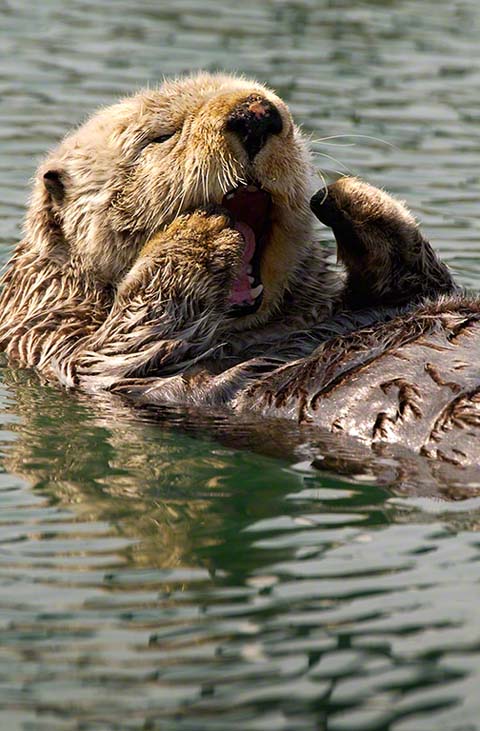 Alaskan sea otter