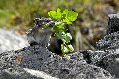 Collared Pika Collared Pika