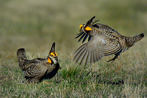 Greater Prairie Chicken Greater Prairie Chicken