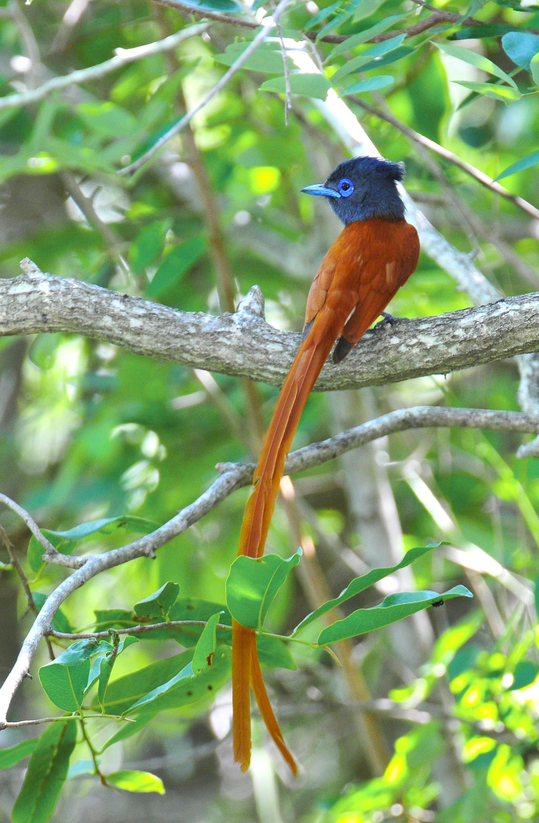 Male Paradise Flycatcher in Bateleur Bush Camp in the Kruger National Park