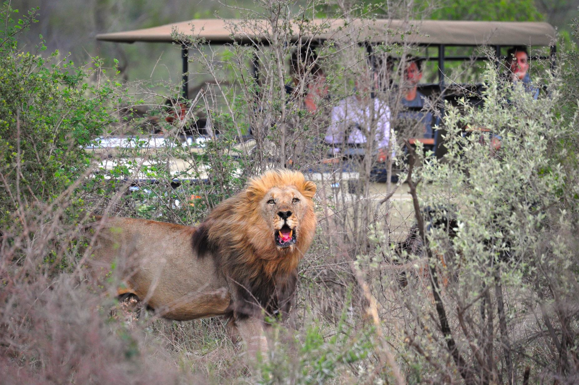 Male lion image taken on game drive at Buffalo Ridge Lodge
