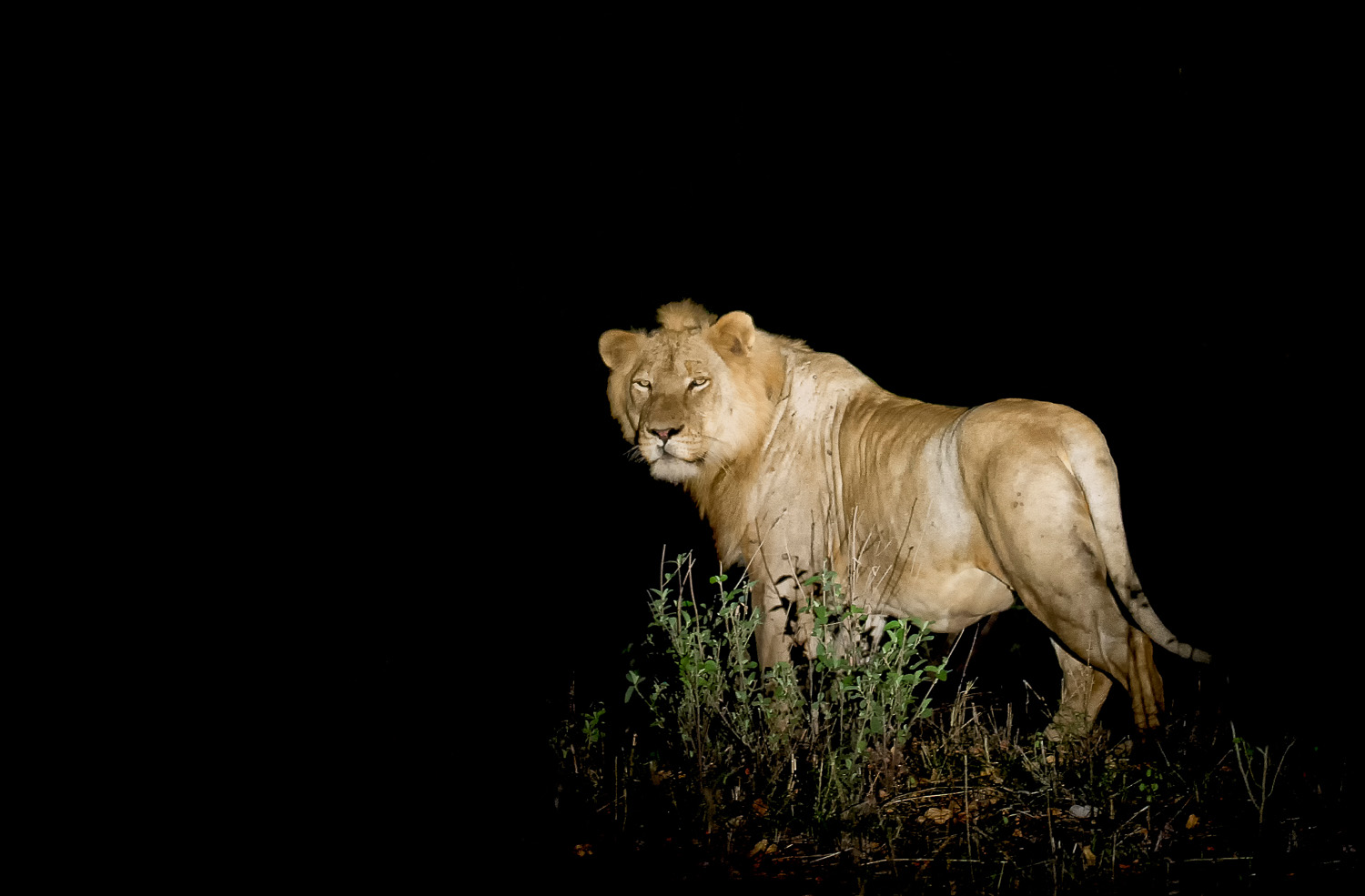 Male lion near Pafuri in the Kruger