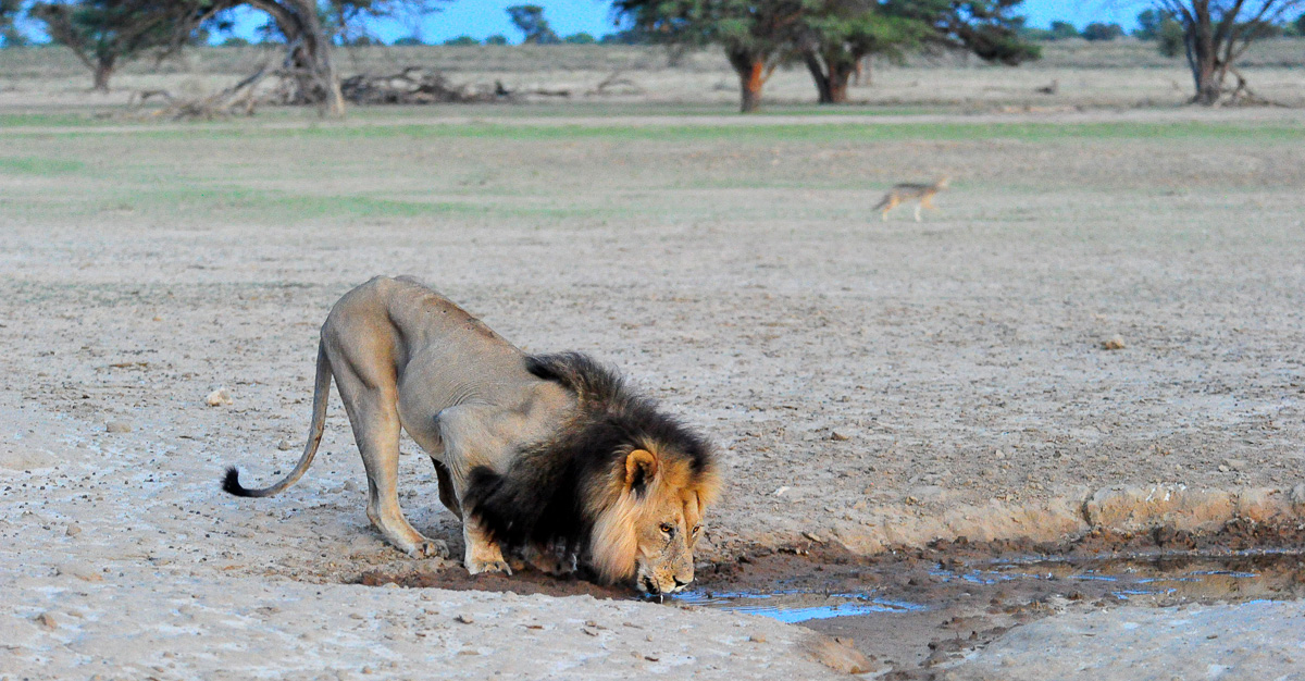 Male lion drinking at Polentswa waterhole with black-back Jackal
