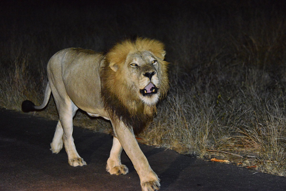 Male lion image taken on a Guided Night drive in the Timbavati Game Reserve in the Greater Kruger National Park