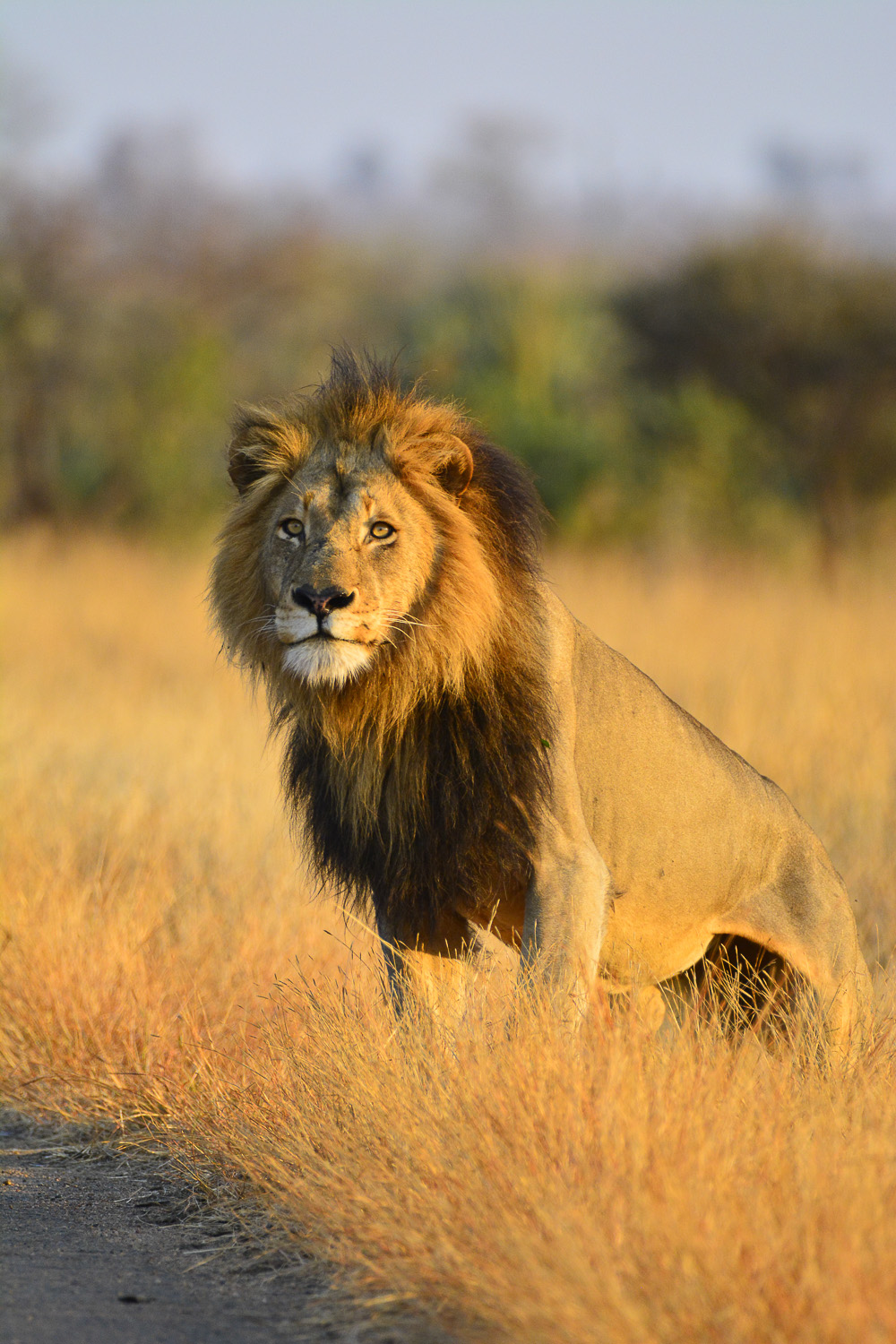 Male lion at Boyela waterhole