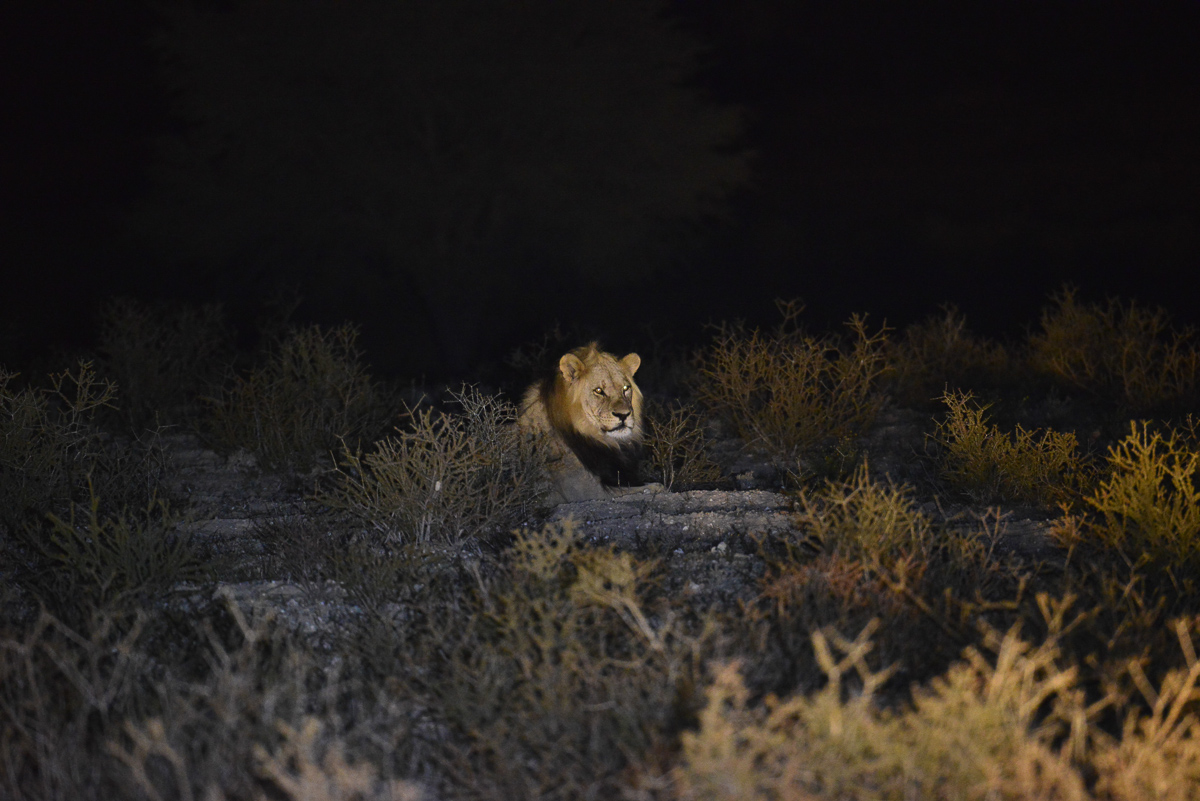 male lion taken on our night drive at Rooiputs Lodge