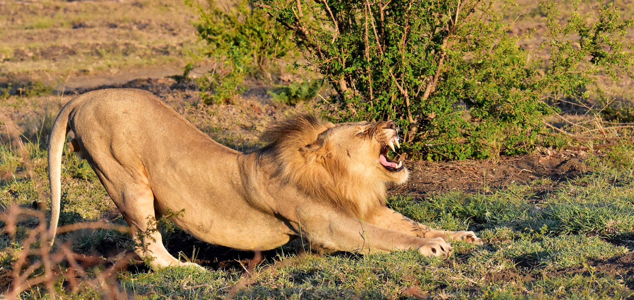 male lion yawning and stretching