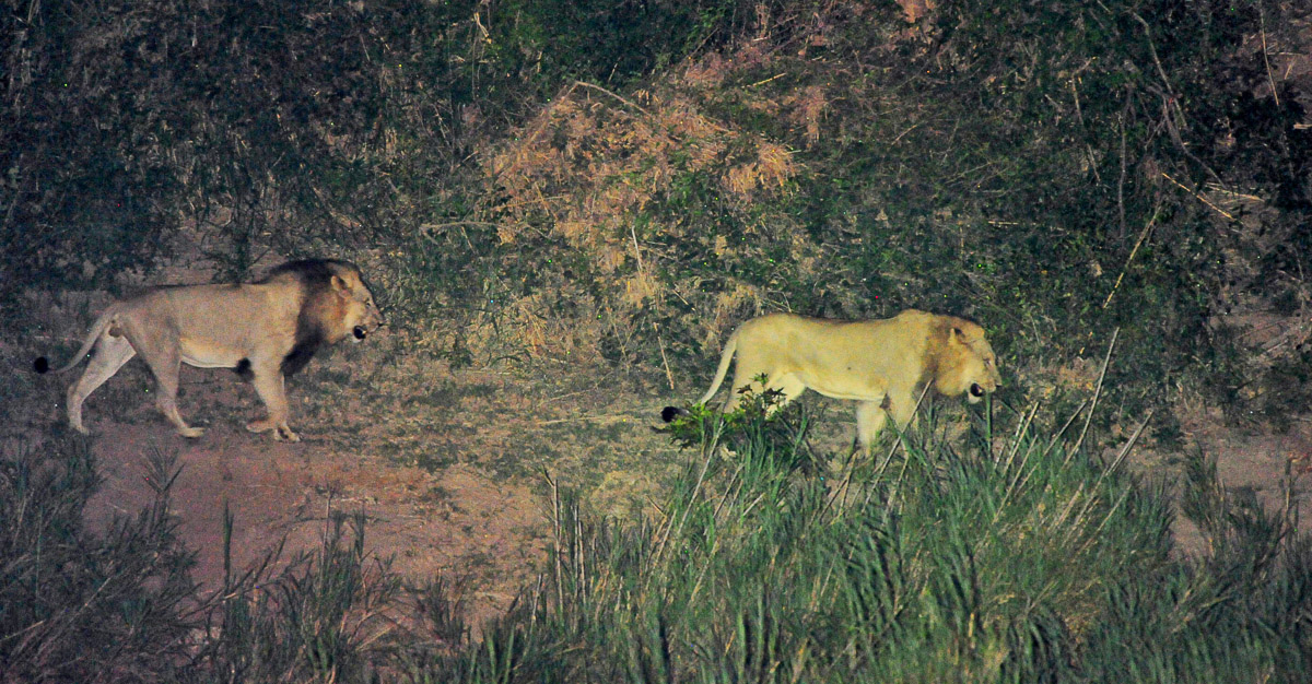 Male lions walking in front of our tent at Lower Sabie camp in the Kruger National Park