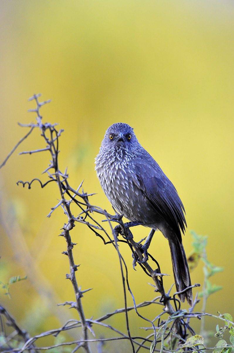 Arrowmarked babbler in Malelane camp in the Kruger National Park