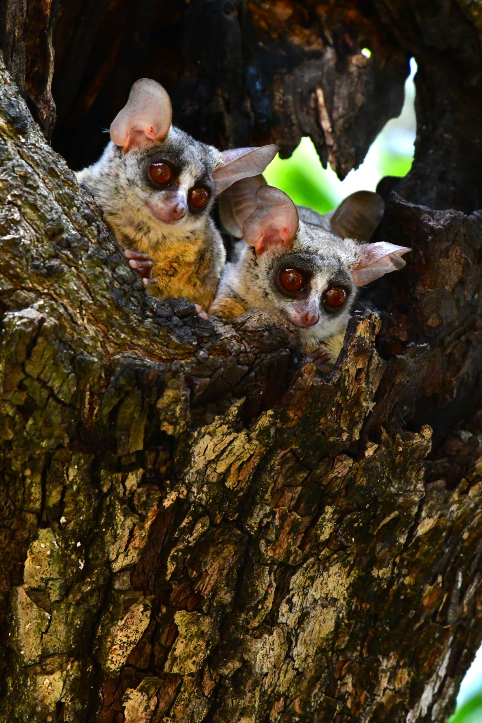 Bush Babies at Malelane camp in the Kruger National Park