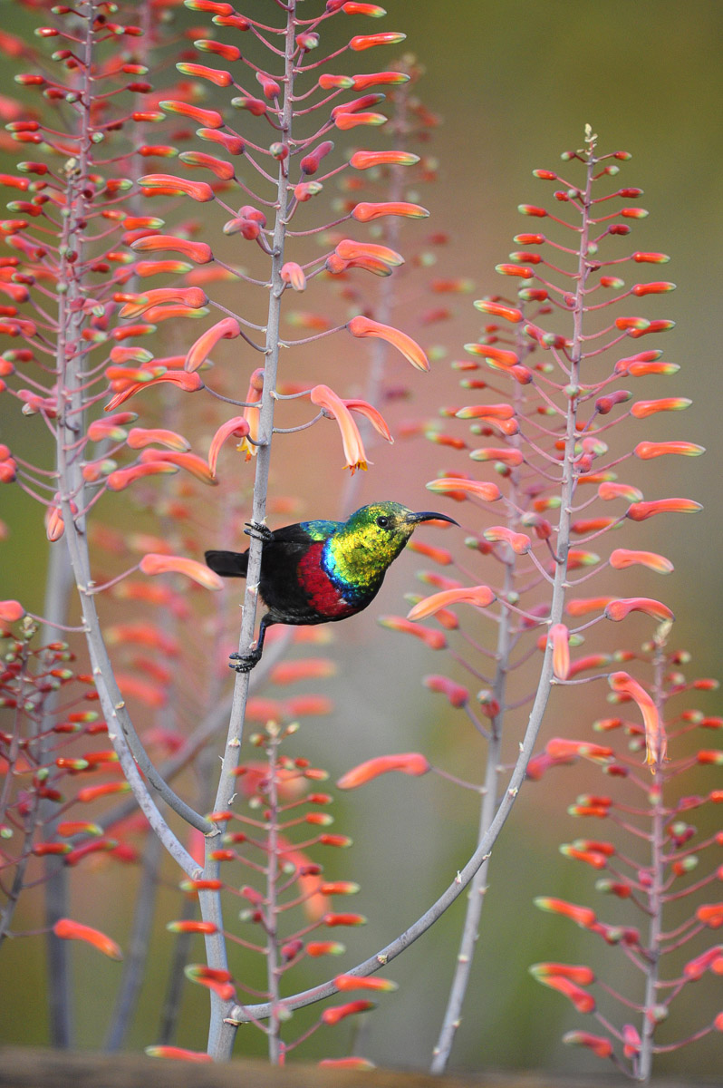 Marico Sunbird taken in Skukuza camp in the Kruger National Park