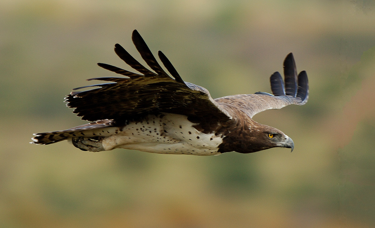 Martial Eagle flying past our bungalow