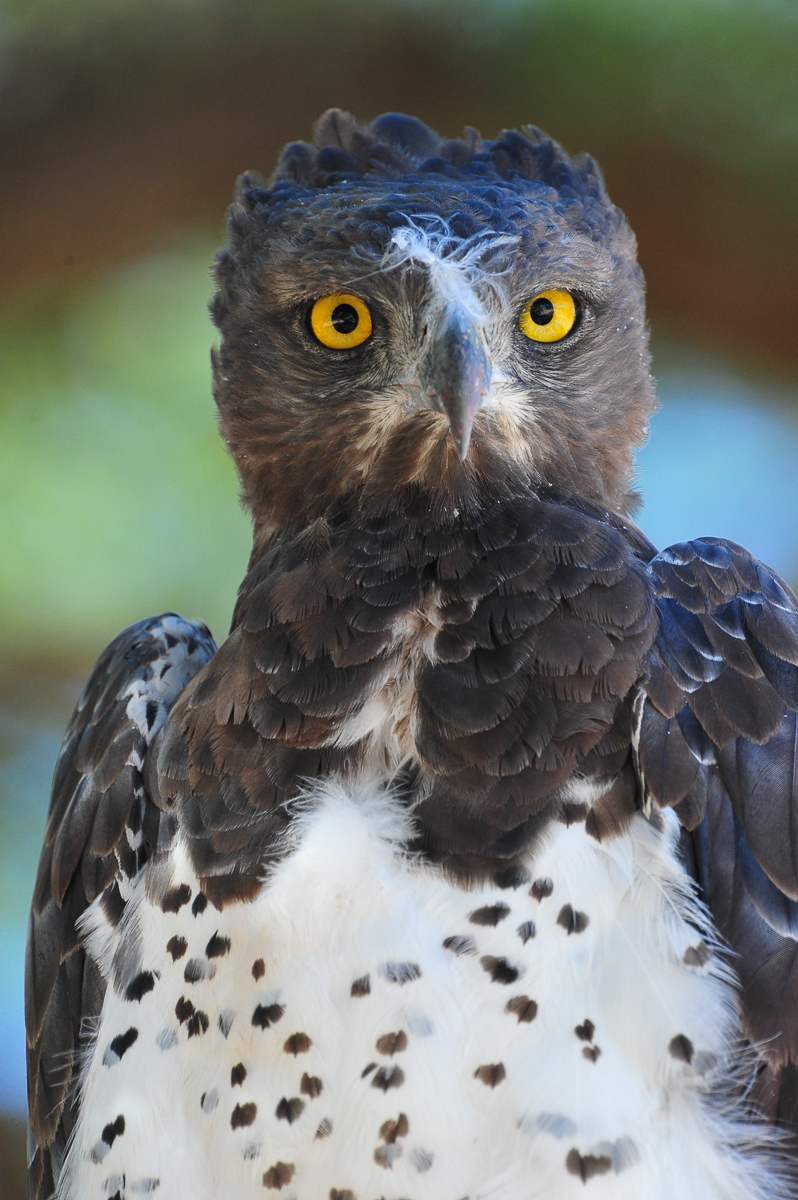 Martial eagle in the Kalahari